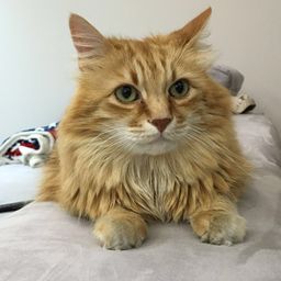 Armando Cat avatar