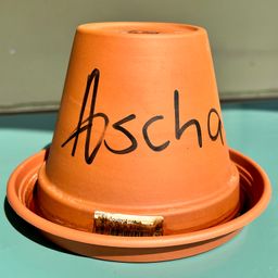 ASCHA avatar