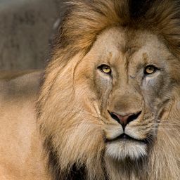lion99