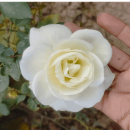 asma-akram