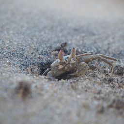 atinycrab avatar