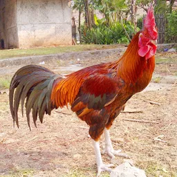 ayam avatar