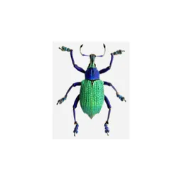 b8l avatar