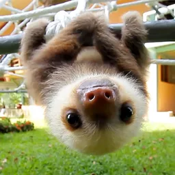 babysloth avatar