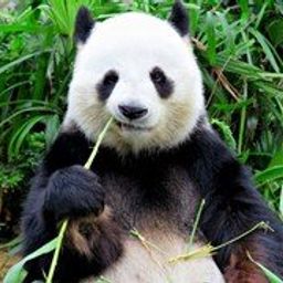 panda avatar