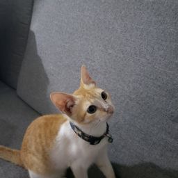 baninan avatar