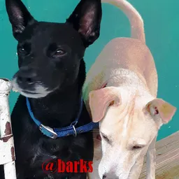 barks avatar