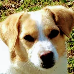 Beauty (the Dog) avatar