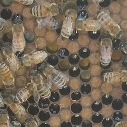 Beehive avatar