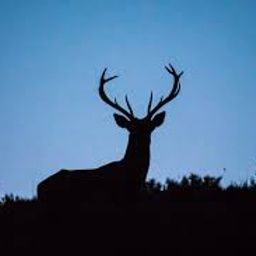 behunted