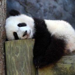 beyazpanda91 avatar