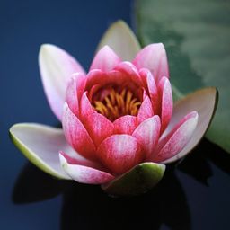 BioNelika avatar