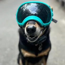 bjangles avatar