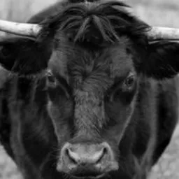blackcow avatar