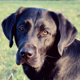 BlackLabMaja avatar