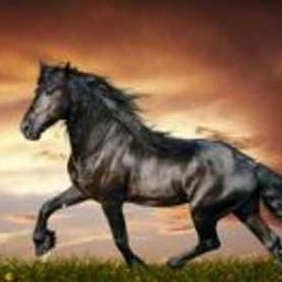 blacky avatar
