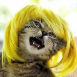 blondshavefun avatar