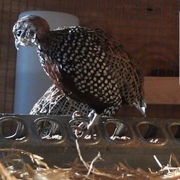 Bobwhite avatar