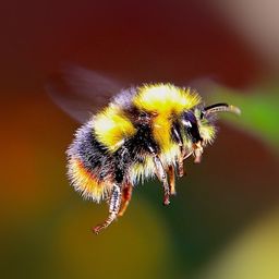 bombus avatar