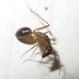 bossel avatar