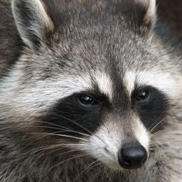 briarch avatar