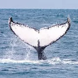 brwhale avatar