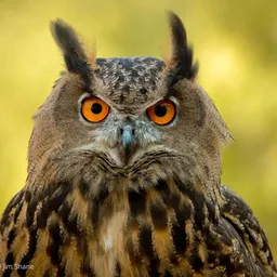 bubo.bubo