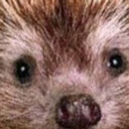 bucipuci avatar