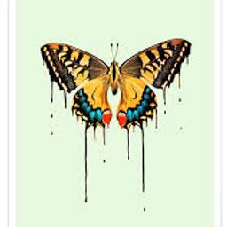 Butterfly avatar