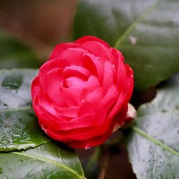 camelia28 avatar