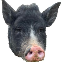 Sapien Loop avatar