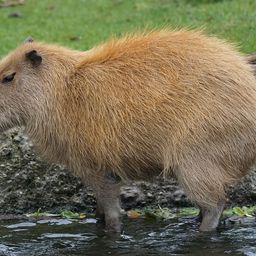 capybara avatar