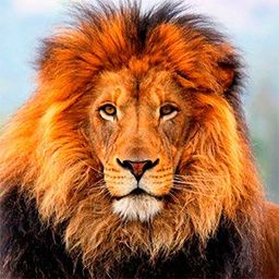 carlos2626 avatar