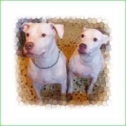 YANKA and ARF avatar