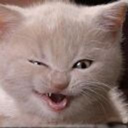 Cat Facts avatar