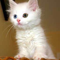Cat GAG avatar