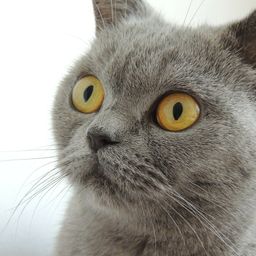 catotune avatar