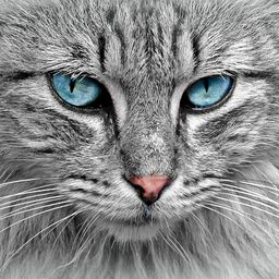 catsmakekittens avatar