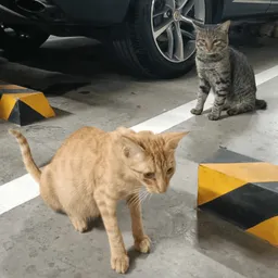 Cats of Urban Deca Homes Ortigas avatar