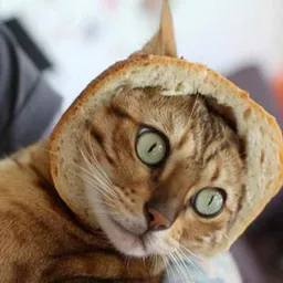 Caturday avatar