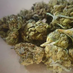 CBD Shop avatar