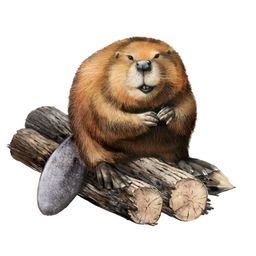 cecicastor avatar