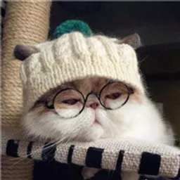 Ceci avatar