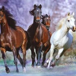 flying horse