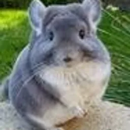 Chinchilla Investing avatar