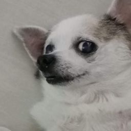 Chinzilla avatar