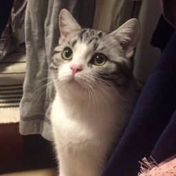 chocolatecat avatar