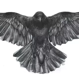 Black Feather avatar