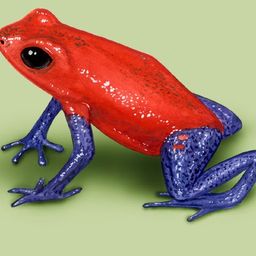 cobaltum avatar