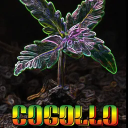 Cogollo Reggae Fusion Band avatar